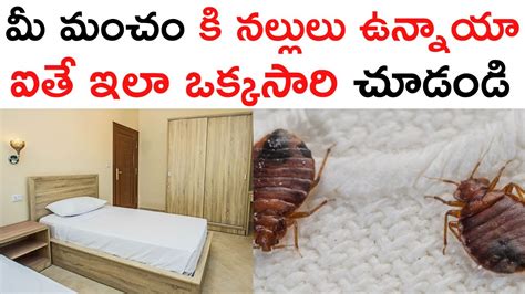 ladybug in telugu|bed bugs in telugu.